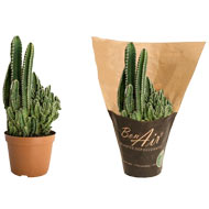 Cactus cereus